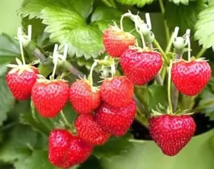 Bulborium - Alpine Strawberries