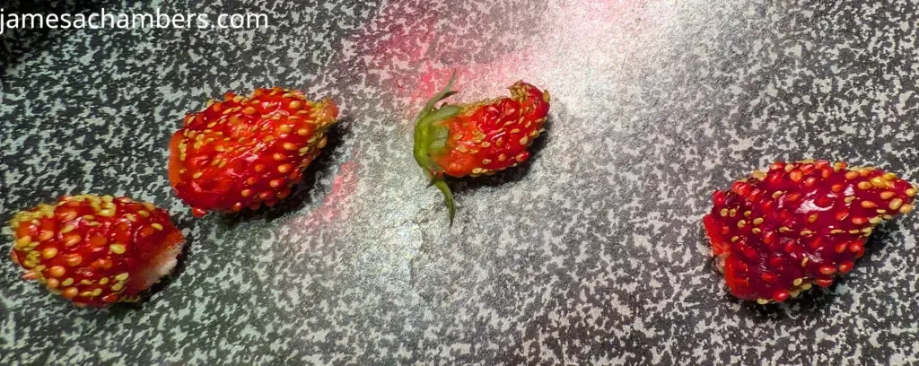 Alpine Strawberries Small Harvest