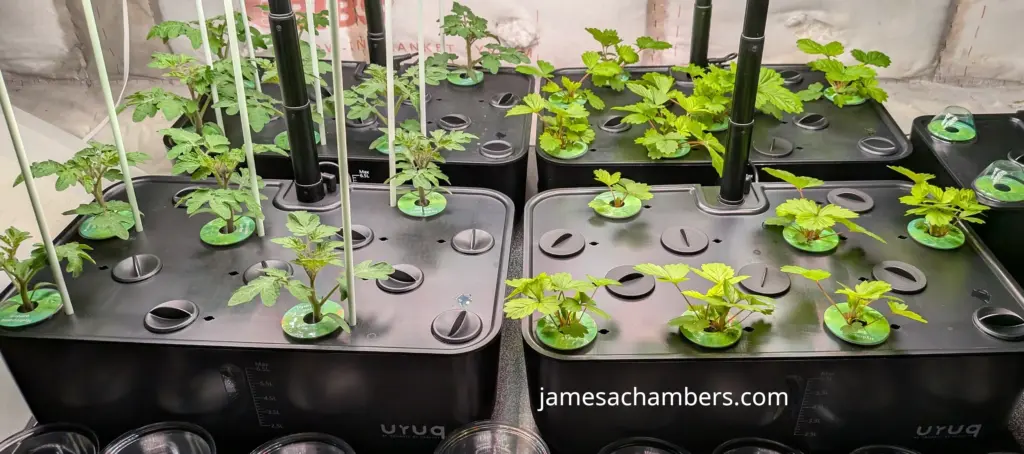 Two URUQs become four due to overplanting