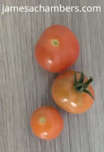 Tiny Tim Tomatos Small Harvest